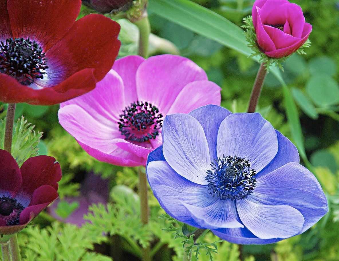 Анемона - 120 фото применения растения в дизайне и выращивание цветка в саду