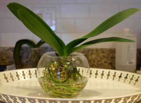 Вот как нужно поливать орхидею в домашних условиях, чтобы она хорошо цвела! пошаговая инструкция