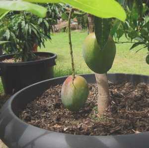 Как вырастить манго из косточки в домашних условиях. мой опыт выращивания мангового дерева.