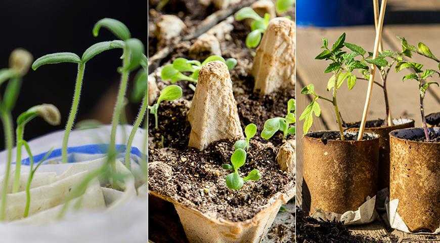 Настурция - фото, выращивание из семян, полезные свойства и противопоказания, уход, сорта