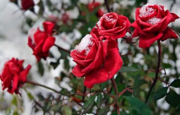 Как укрывать розы землей на зиму от холодов