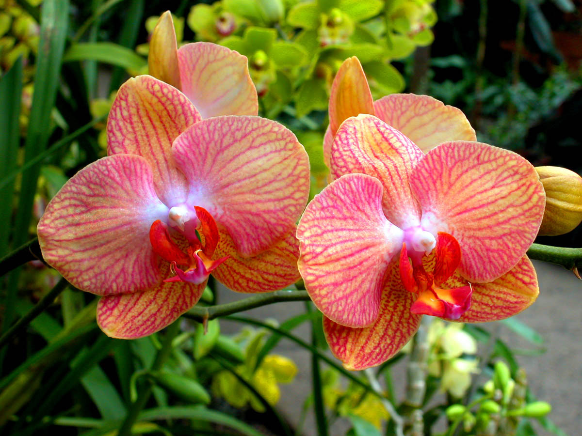 Пафиопедилум (38 фото): уход за орхидеей венерин башмачок в домашних условиях, разновидности «мауди» и «фемма», «пиноккио» и «беллатулум»