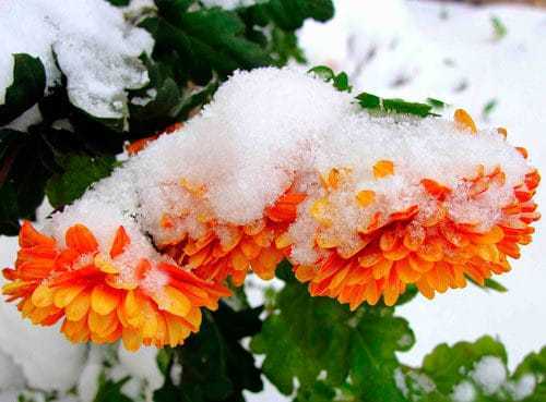 Как сохранить хризантемы зимой не выкапывая: сорта, способы укрытия растений для зимовки в открытом грунте