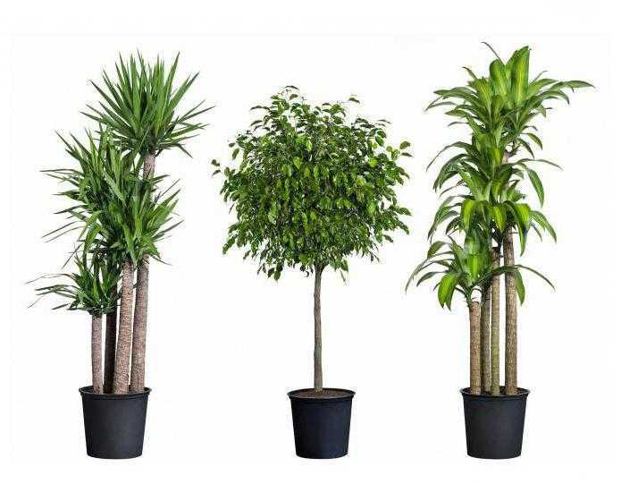 Пальма для квартиры: популярные виды, подходящие для выращивания в домашних условиях