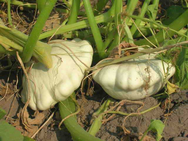 Посадка и выращивание патиссонов в открытом грунте. основы ухода и правила размножения