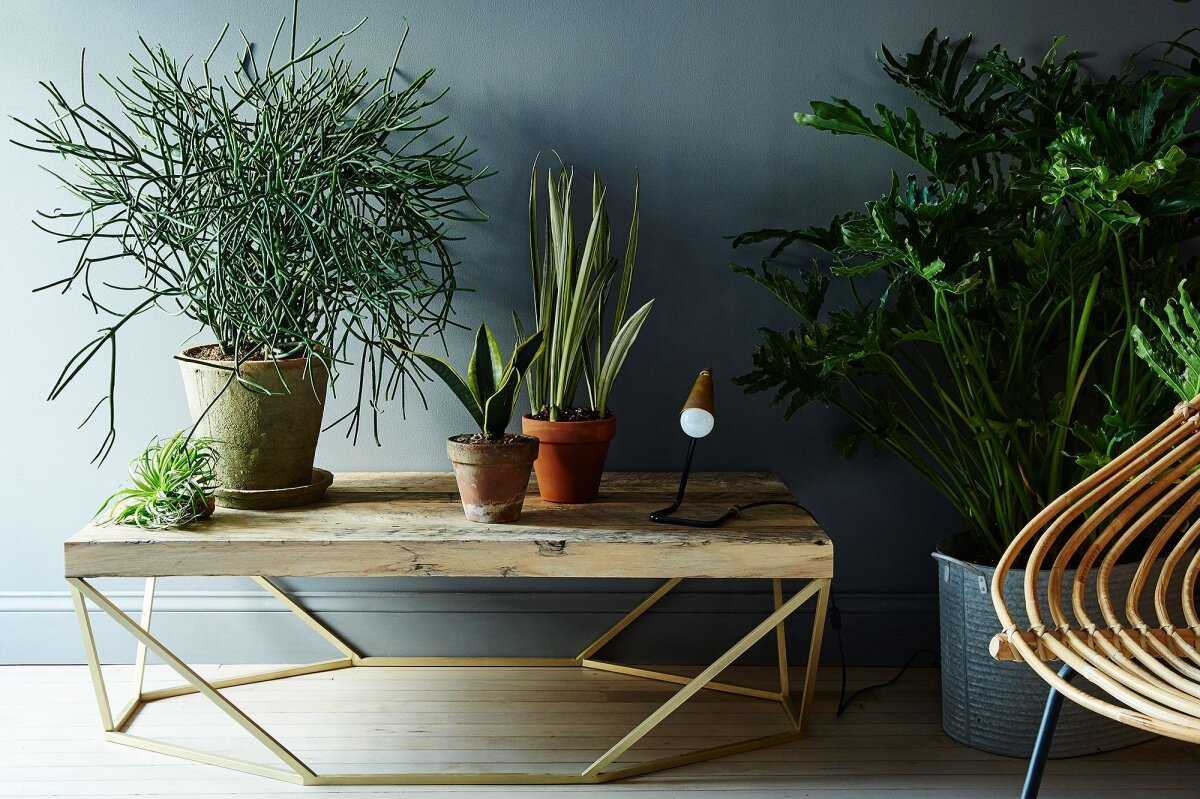 10 лучших комнатных растений для начинающих. уход в домашних условиях. фото — ботаничка.ru