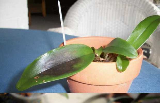 Щитовка на орхидее: раньше обнаружить – проще избавиться