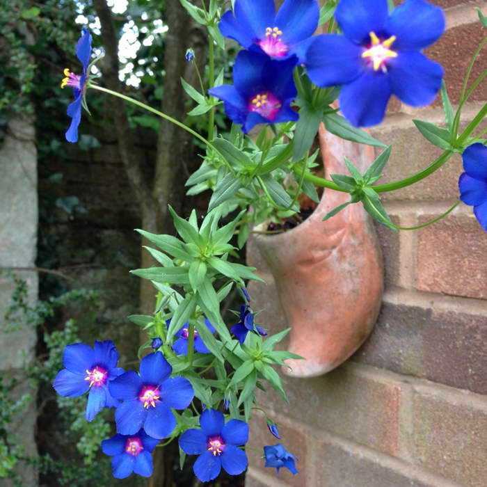 42 растения с синими цветками - огород, сад, балкон - медиаплатформа миртесен
