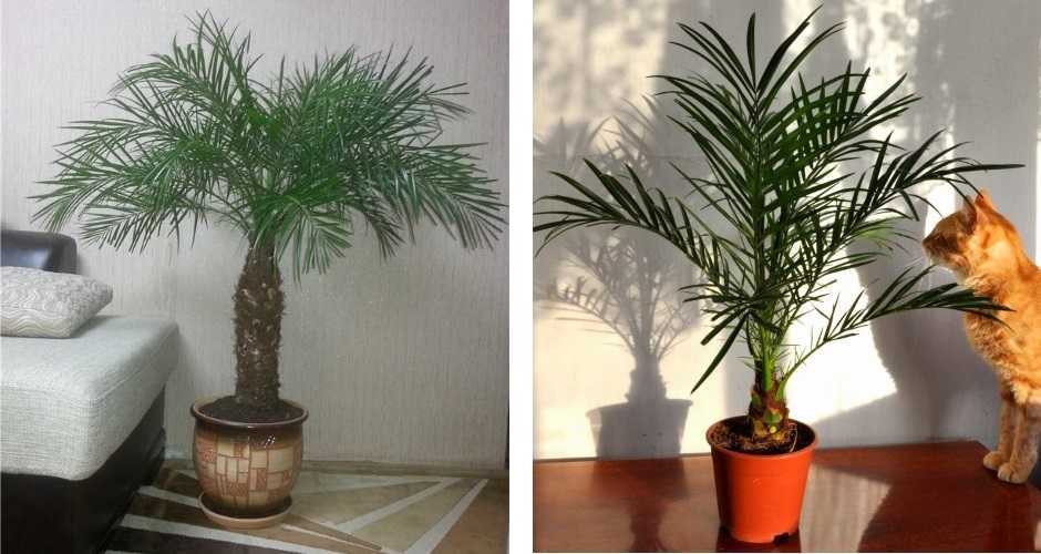Можно ли вырастить финиковую пальму дома и как посадить косточку
