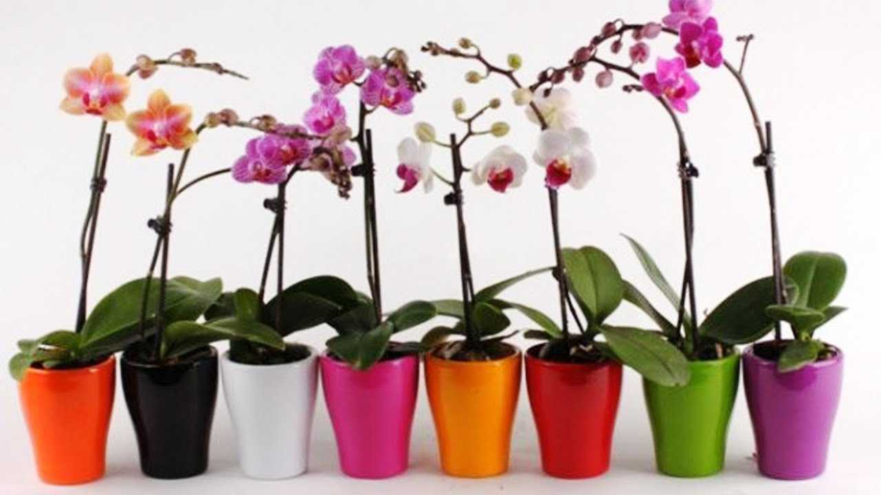 Как рассадить орхидею в домашних условиях: пошаговая инструкция + видео