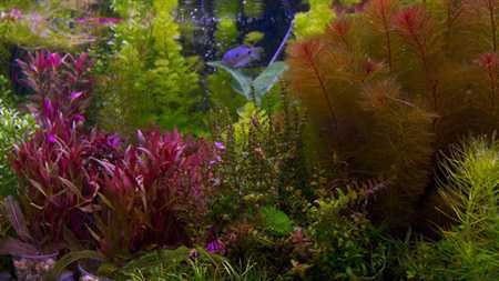 Плавающие аквариумные растения (13 фото): какие растения могут плавать в аквариуме на поверхности воды? обзор видов с названиями и описаниями