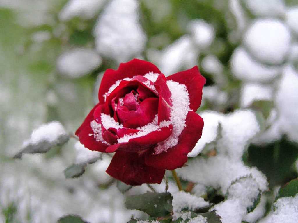 Укрываем розы на зиму. как укрыть? чем укрыть? зачем укрыть?