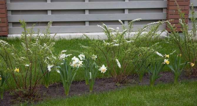 Цинерария: выращивание из семян рассадой, посадка и уход в саду