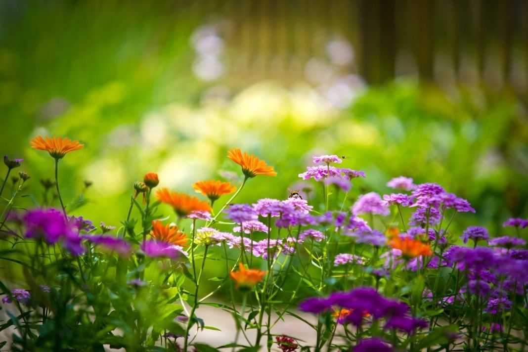 Какие многолетние цветы посадить на даче, чтобы цвели всё лето: фото садовых многолетников и их описание