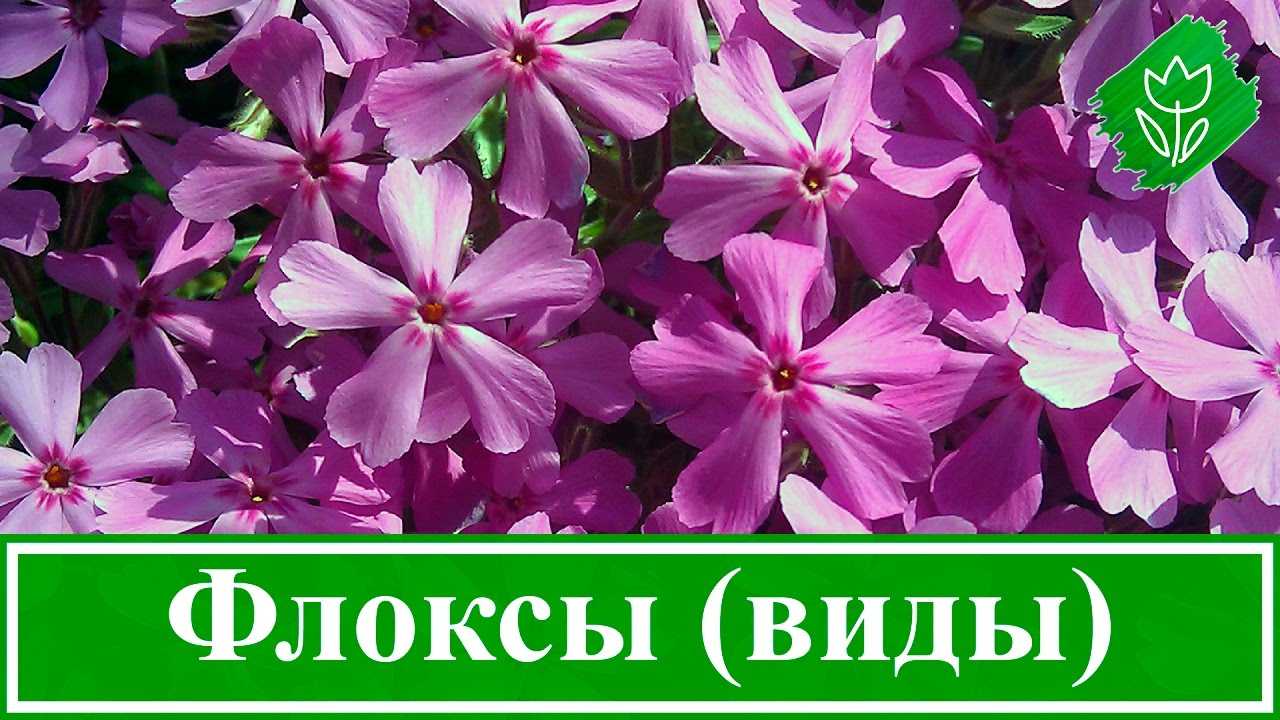 Уход за почвопокровными флоксами. многолетние, стелющиеся. фото — ботаничка.ru