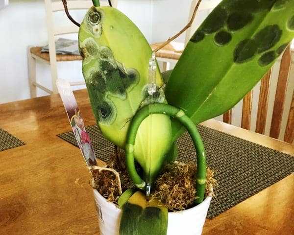 Вредители орхидей: фото и названия, как бороться с ними, чем обрабатывать от белых, черных, насекомых, как проводить лечение, фото