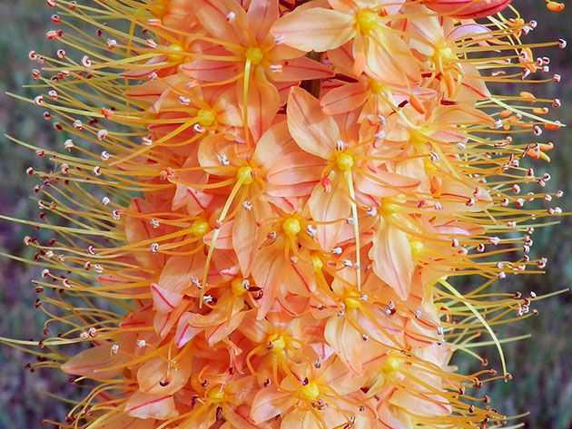 Цветок эремурус посадка и уход в открытом грунте выращивание из семян фото разновидностей
