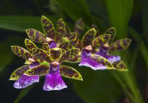 Орхидея лудизия - фото и уход в домашних условиях