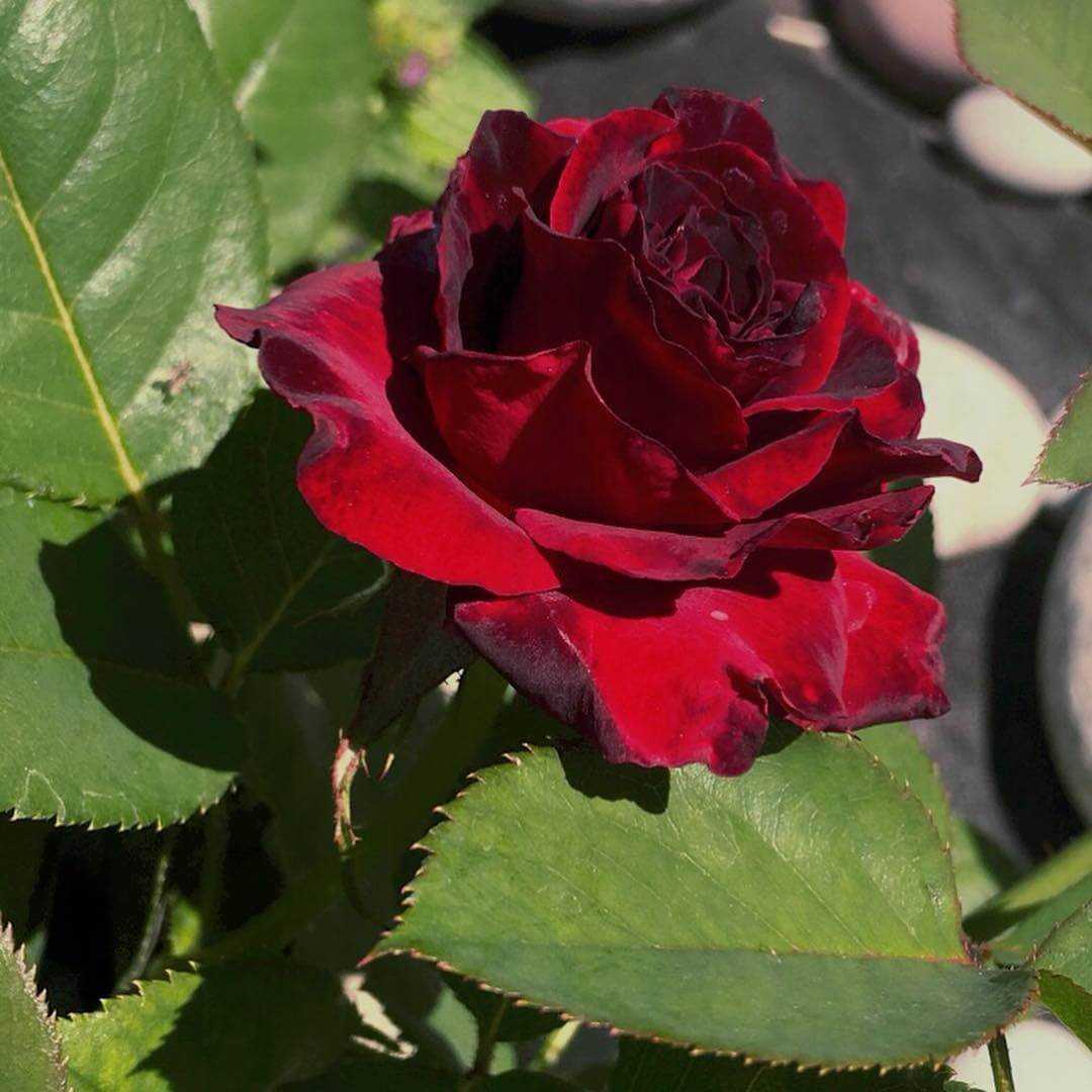 Роза Блэк Баккара обязательно станет украшением вашего садового участка, благодаря необычному, почти чёрному цвету Она относительно устойчива к некоторым