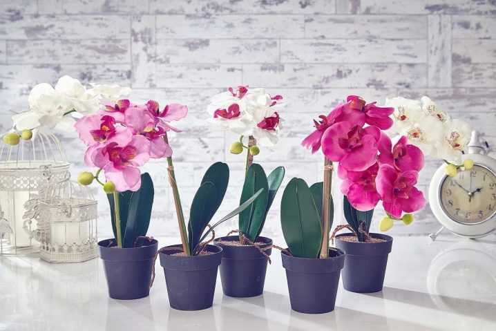 Холодолюбивые разновидности орхидей - Проект "Цветочки" - для цветоводов начинающих и профессионалов