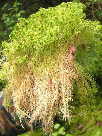 Болотное растение — сфагнум. практическое применение | выживание в дикой природе