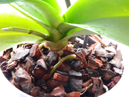 Можно ли и как выращивать орхидеи из корней?