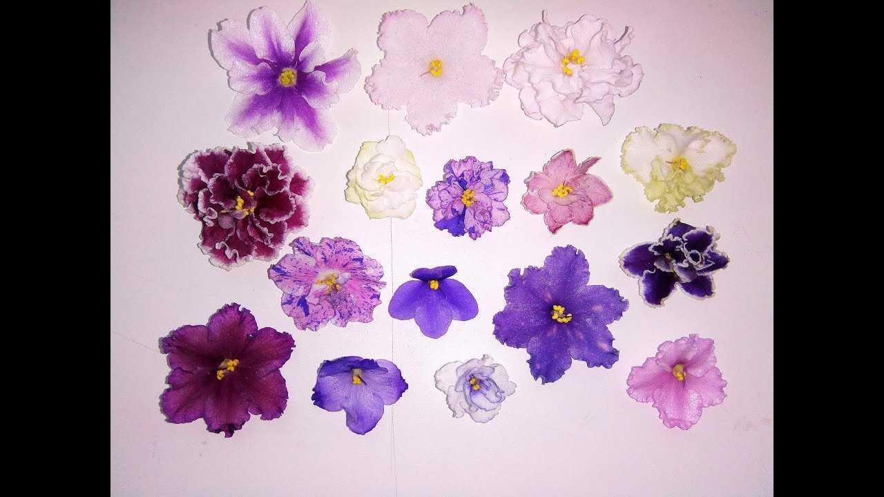 Цвета фиалок: какие бывают цветки у разных комнатных сенполий?