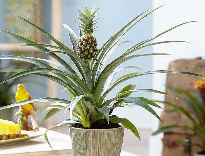 Комнатный ананас - уход в домашних условиях, сорта, как поливать, вредители и заболевания