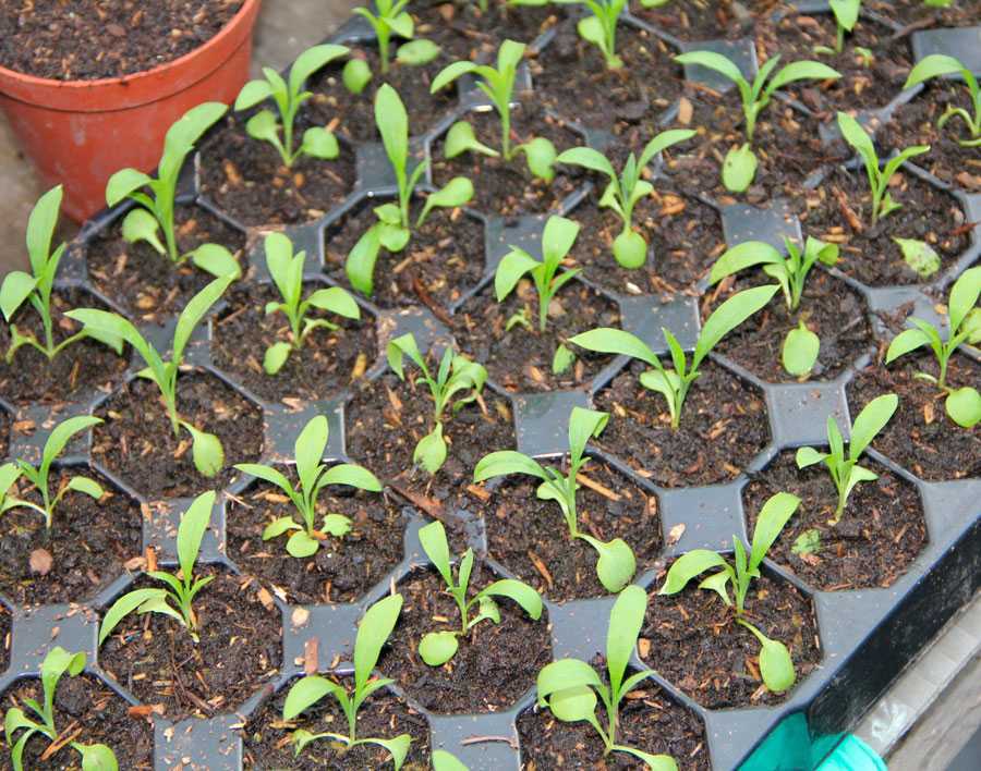 Хейрантус (лакфиоль): посадка и уход в открытом грунте, выращивание из семян