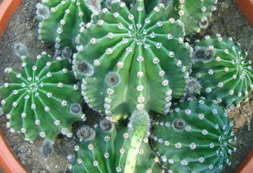 Кактус эхинопсис: примеры ухода за растением и его разновидности