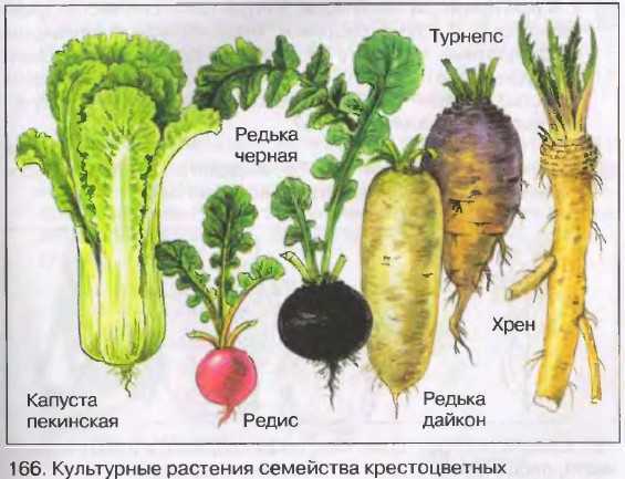 ᐉ овощ редис: посадка и уход в открытом грунте, фото, выращивание из семян, виды и сорта - roza-zanoza.ru