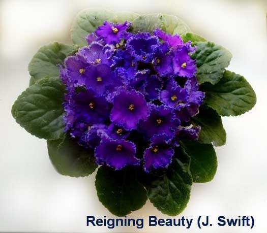 Фиалка reigning beauty: фото и описание