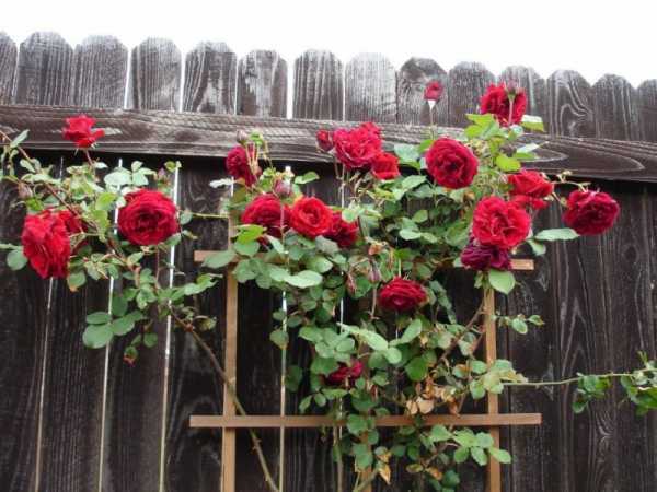 Как подготовить розы к зиме: обработки, обрезка, подкормка, полив и укрытие