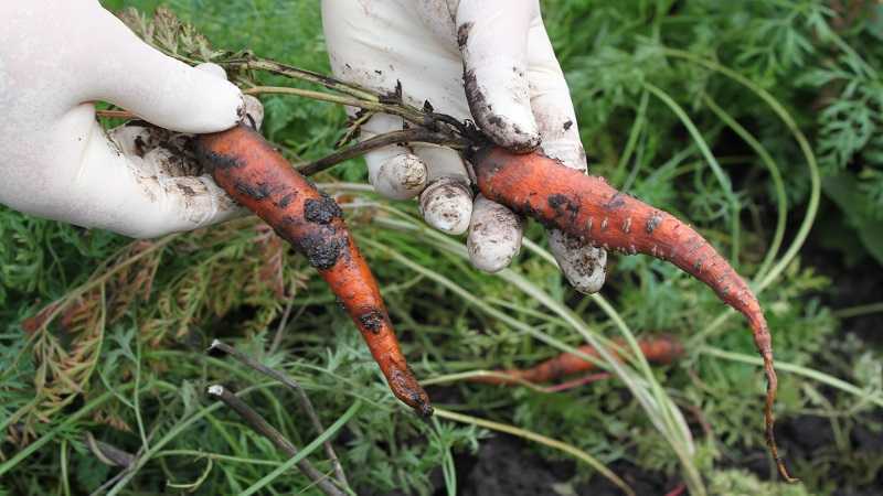 Морковь (Daucus) является представителем семейства Зонтичные Название «морковь» произошло из праславянского языка В диких условиях данное растение встречается на территории Новой Зеландии, Америки, Африки, Австралии и Средиземноморья