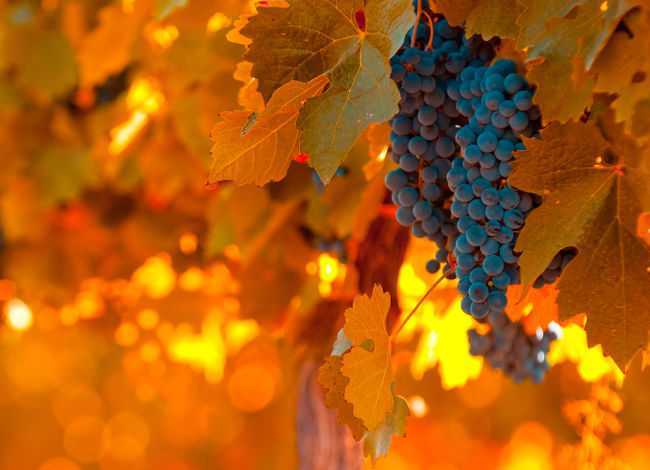 Обрезка винограда осенью: 1, 2, 3 года: схема для начинающих