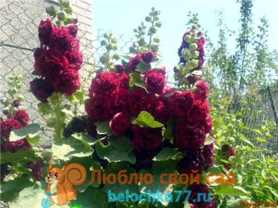 Шток-роза: фото, описание, посадка, выращивание и уход