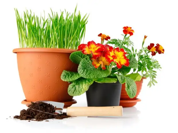 Как ухаживать за цветком тилландсия дома, цветение атмосферной тилландсии