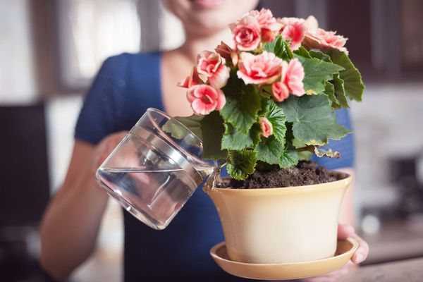 Удобрения для подкормки комнатных растений в домашних условиях