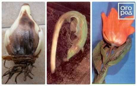 Основные болезни тюльпанов и способы их лечения с подробным описанием