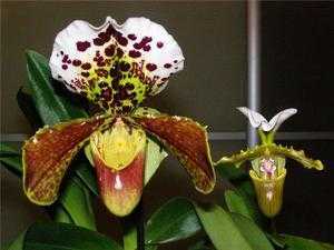 Венерин башмачок (43 фото): описание цветка. как выглядит орхидея «башмачок настоящий»? уход за растением в домашних условиях