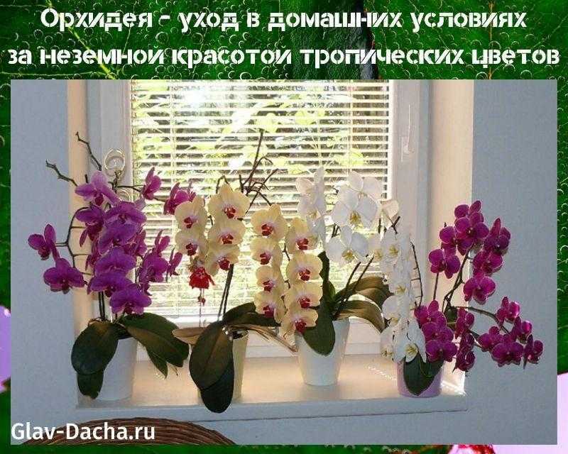 Интересно, как ухаживать за срезанными орхидеями?