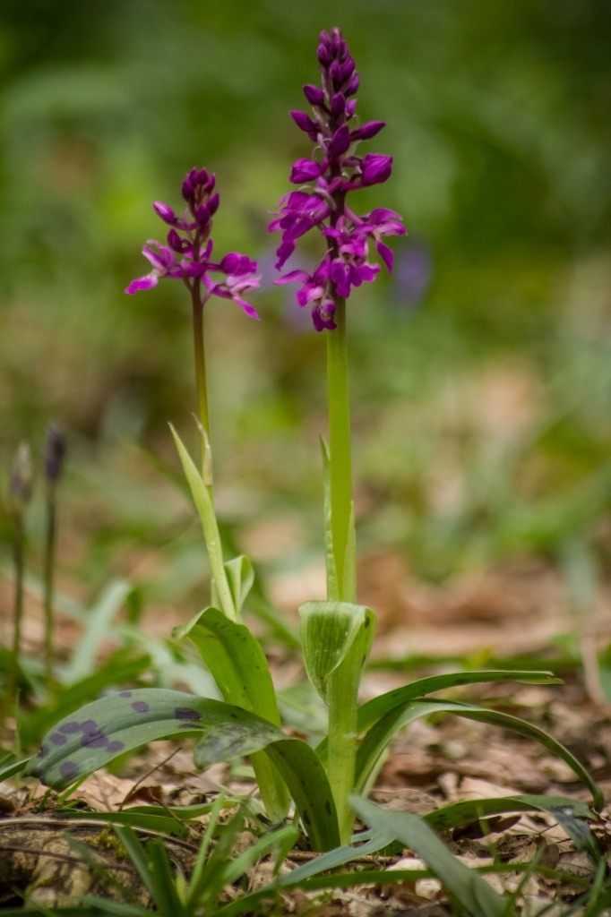 Орхидеи в природе - как и где произрастают. интересные факты о жизни растения