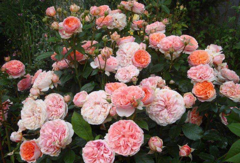 Чиппендейл - полуплетистая роза с душистыми, насыщенно-оранжевыми цветами украшающими куст в течение всего лета Высокая декоративность в этом сорте сочетается