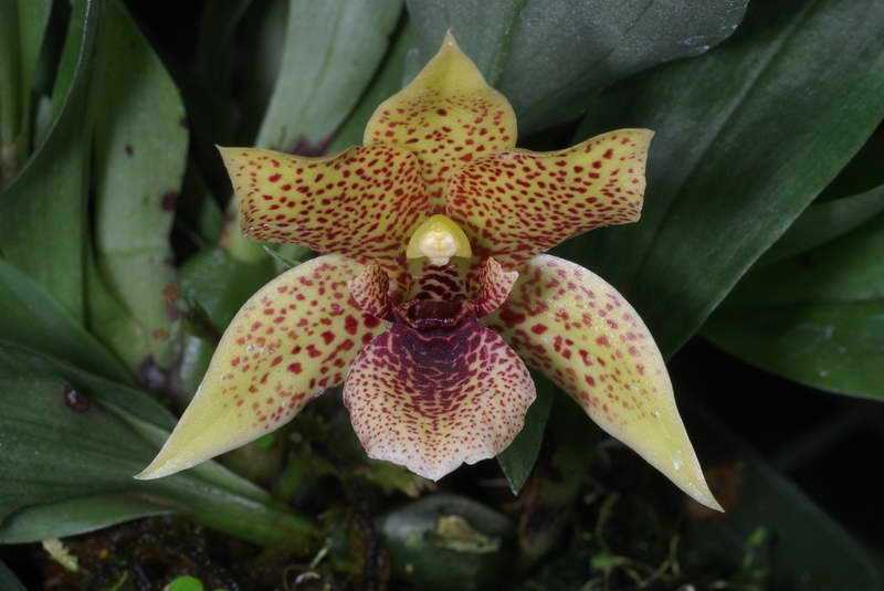 Орхидея фаленопсис: уход в домашних условиях, пересадка, размножение и правила пересадки