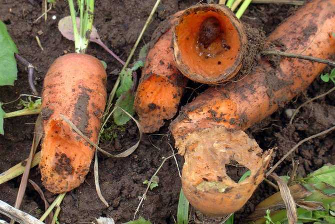Посадка моркови: семена, удобрения, защита от болезней и вредителей. когда сажать морковь в открытый грунт на грядки