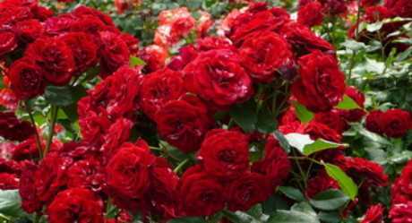 Розы на срез: выращивание и сохранность - Проект "Цветочки" - для цветоводов начинающих и профессионалов