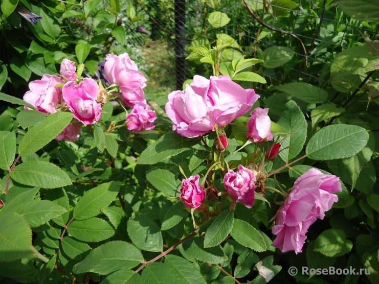 Парковые розы: топ-17 лучших сортов для сада | 100+ фото