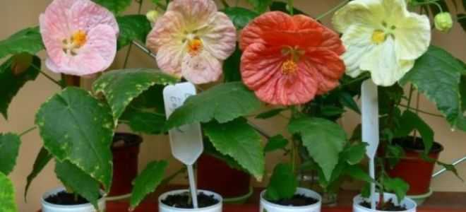 Абутилон комнатный или домашний клен, декоративное растение: гибридные сорта