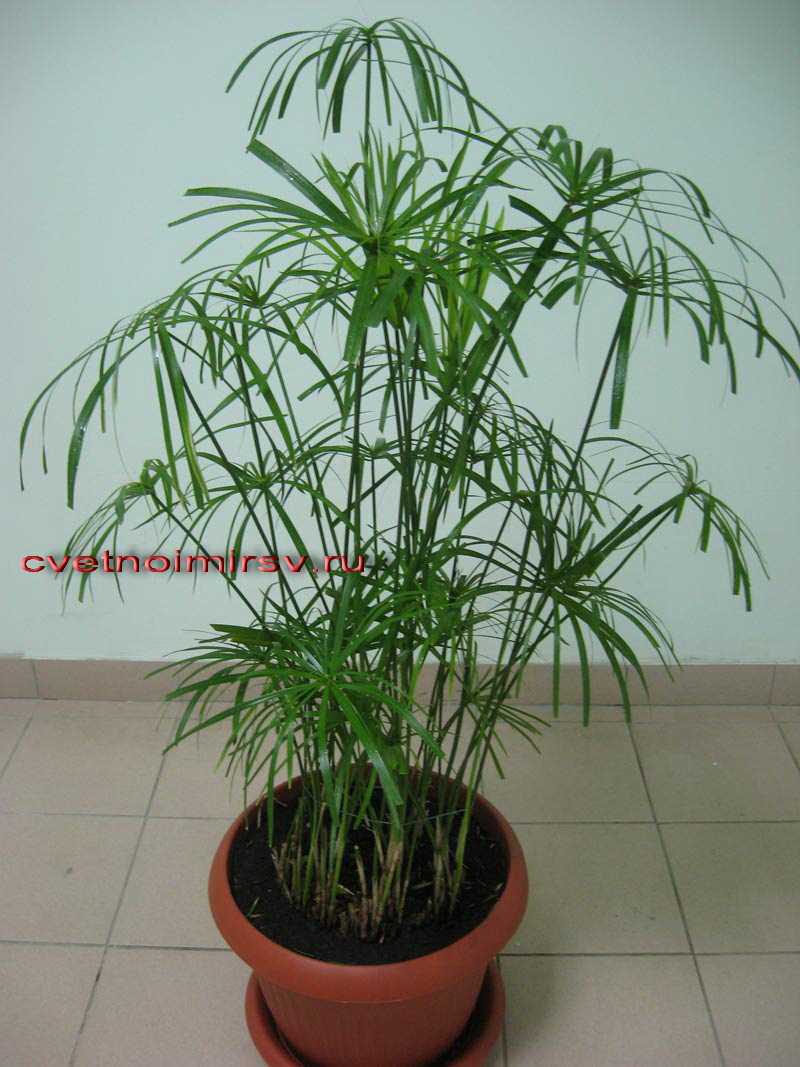 Такое многолетнее растение, как пиарантус (Piaranthus) относится к семейству ластовневые (Asclepiadaceae) Родом оно из пустынных областей Юго-Западной и Южной Африки
