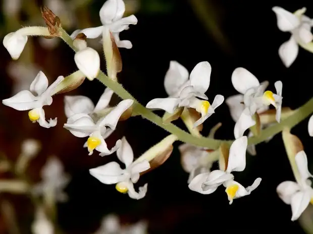 Орхидея лудизия: описание и правильный уход
